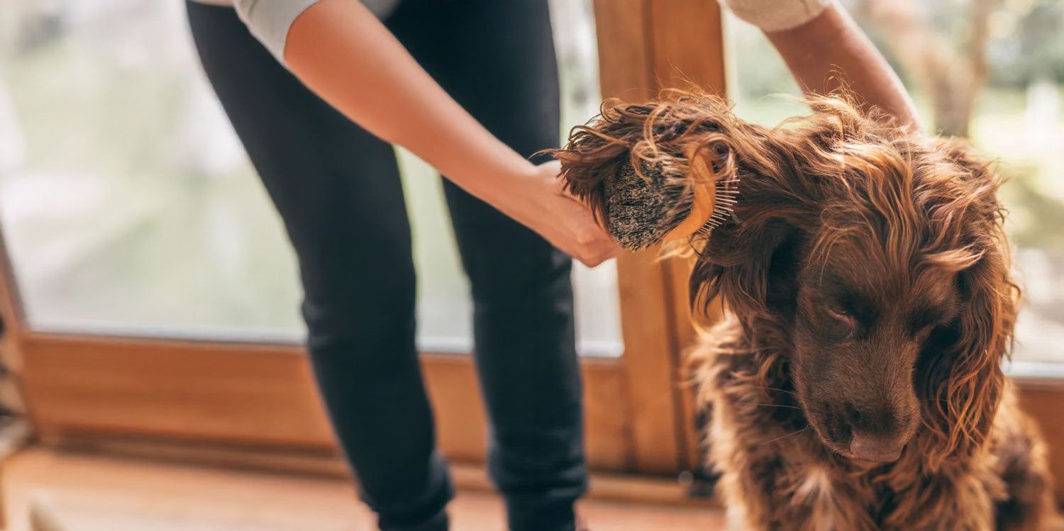 Pets banner