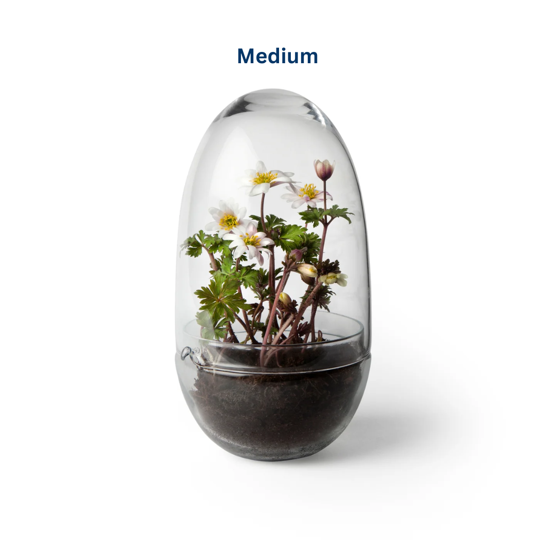Glass Terrarium in 2 Sizes