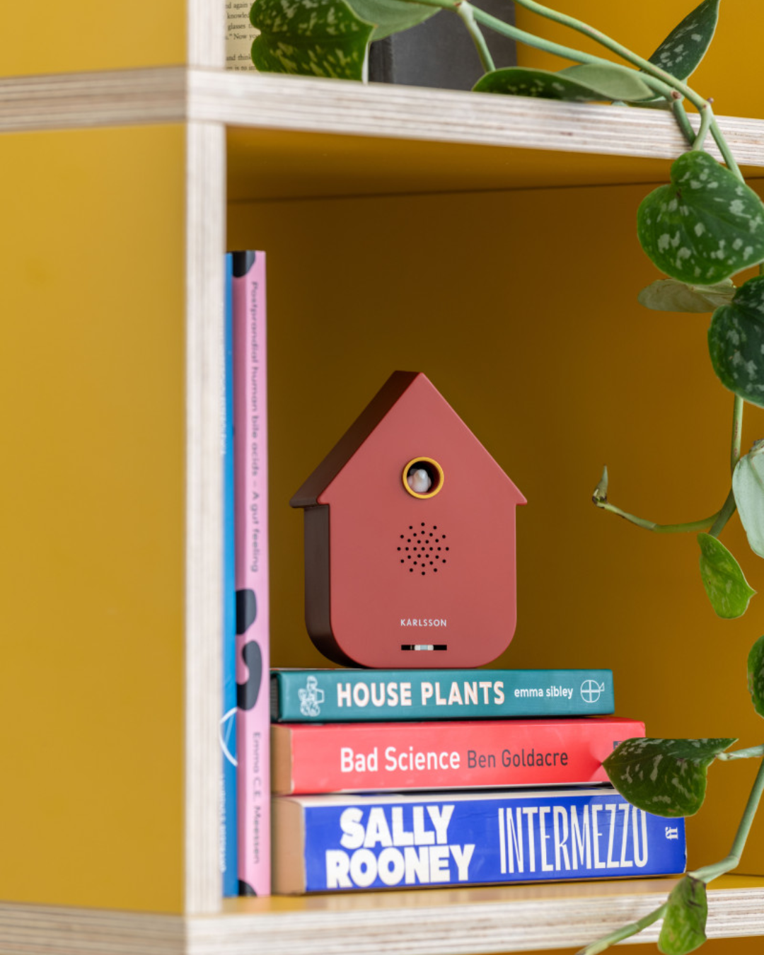 Modern Cuckoo Sound Box in 4 Colours