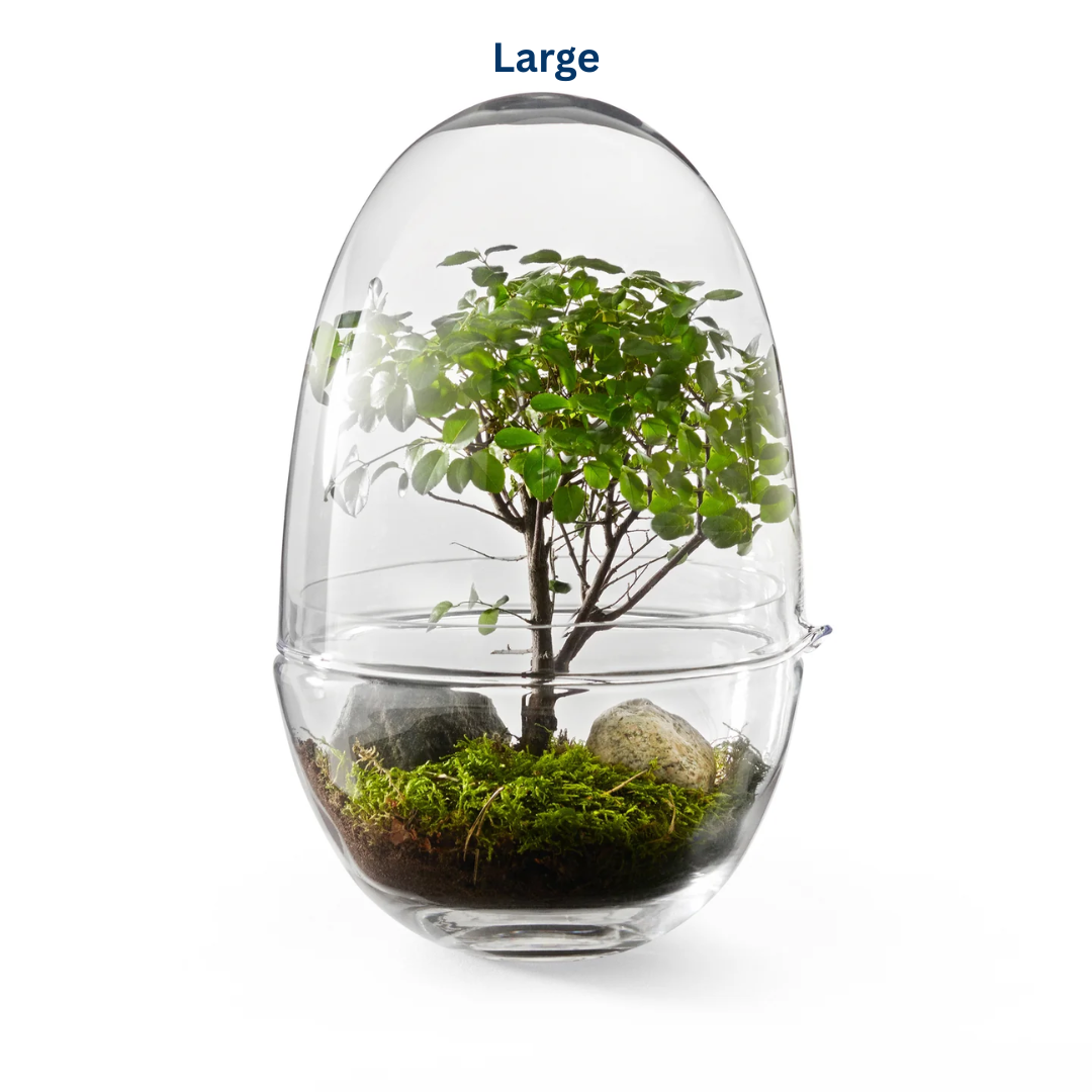 Glass Terrarium in 2 Sizes