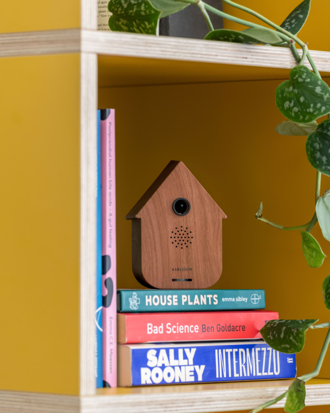 Modern Cuckoo Sound Box in 2 Wood Finishes