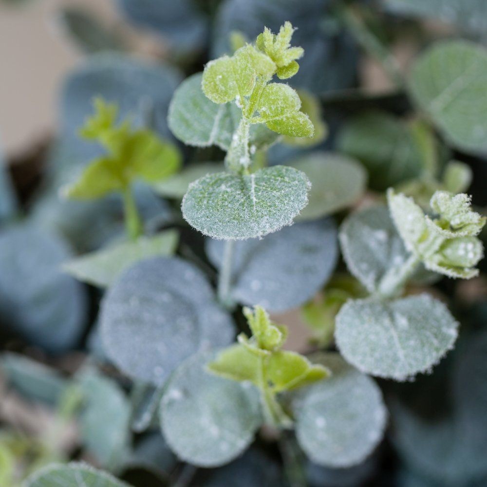 detail of the frosted Eucalyptus Christmas Wreath