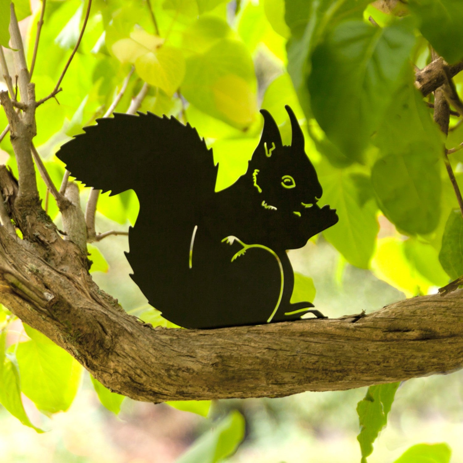 Squirrel