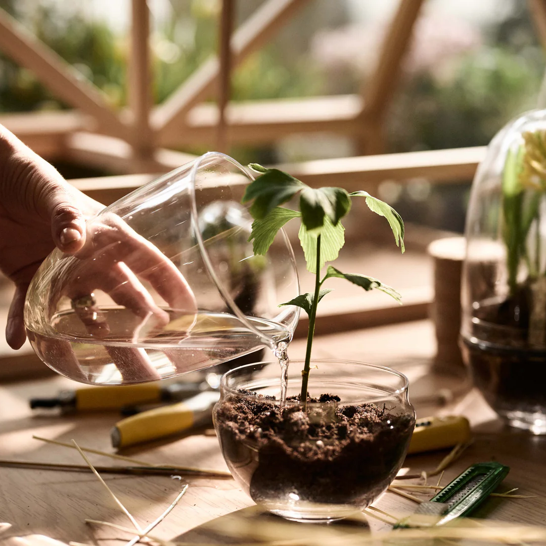 Glass Terrarium in 2 Sizes