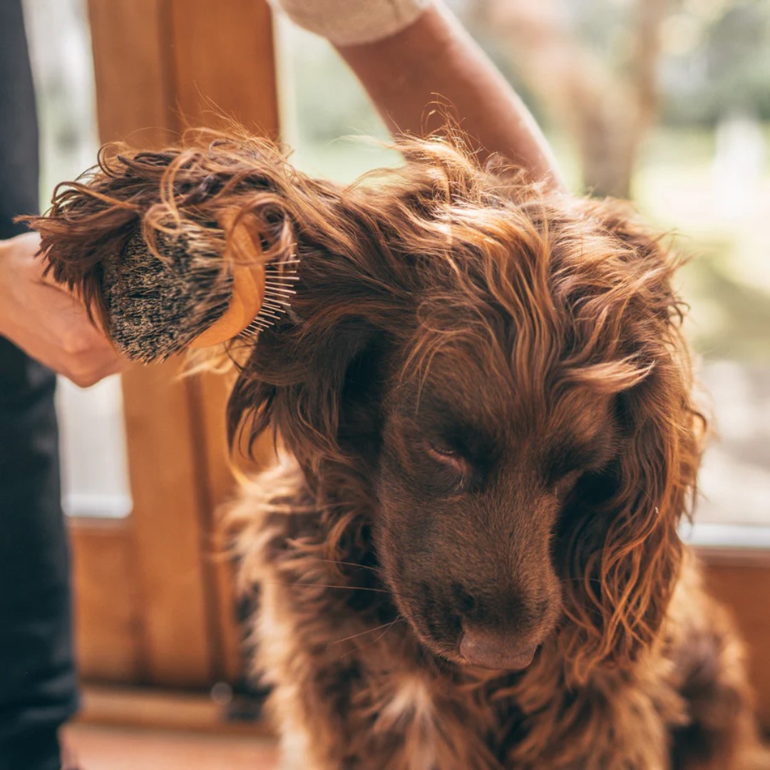 Dog Pet grooming brush