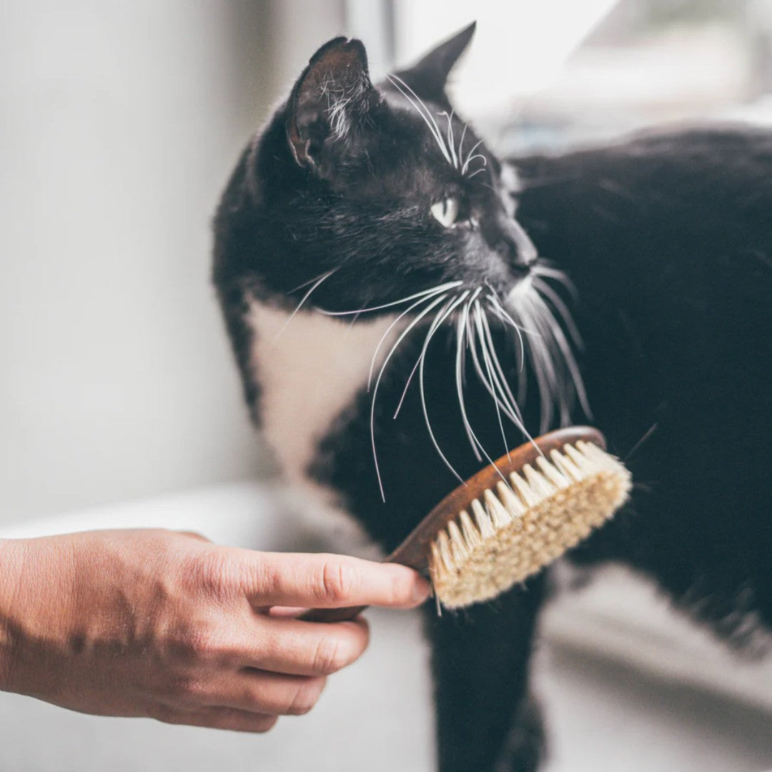 Cat Pet Brush