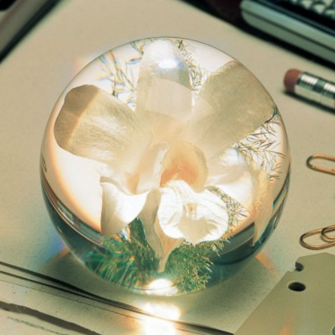 Orchid Paper Weight in 2 Sizes