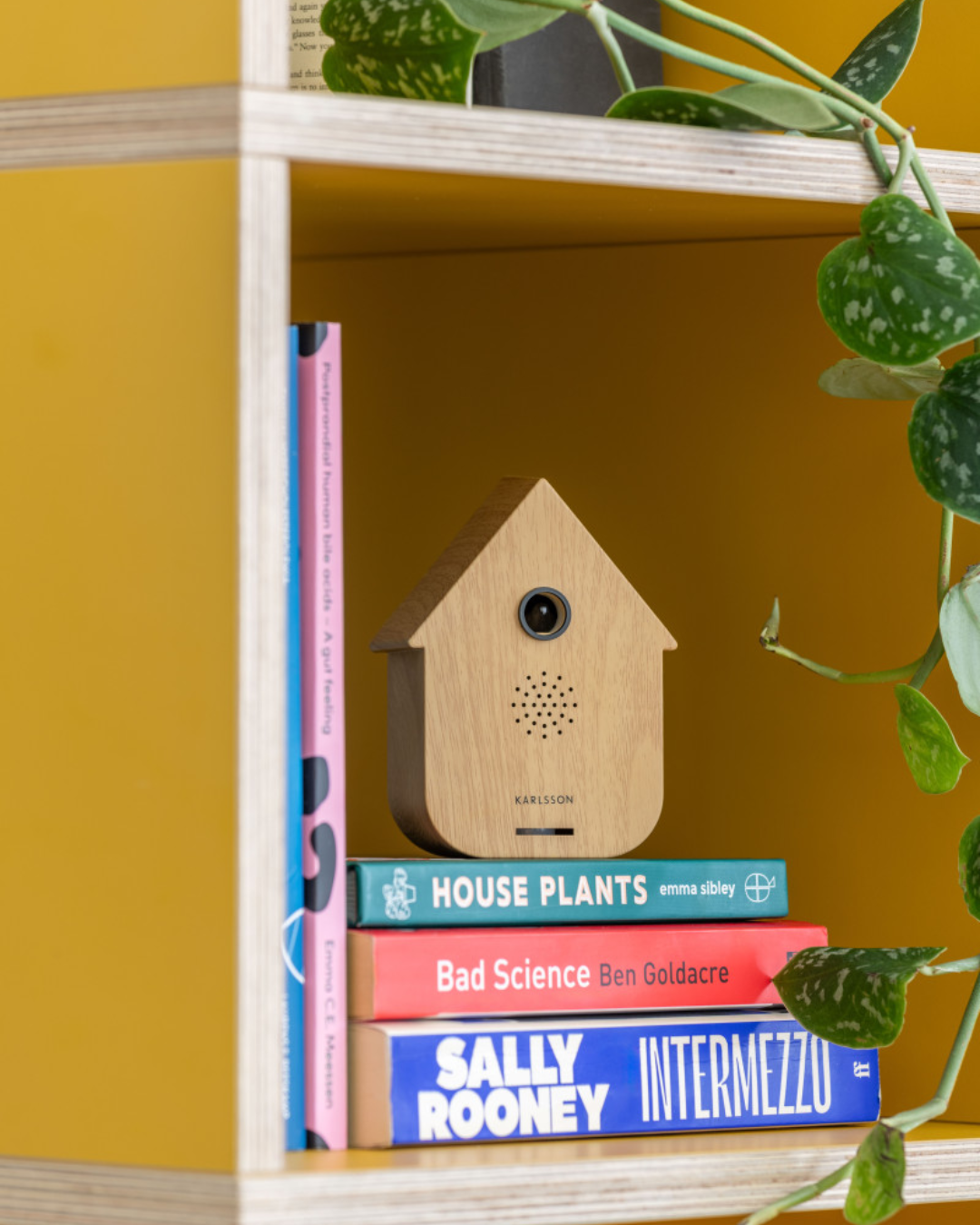 Modern Cuckoo Sound Box in 2 Wood Finishes