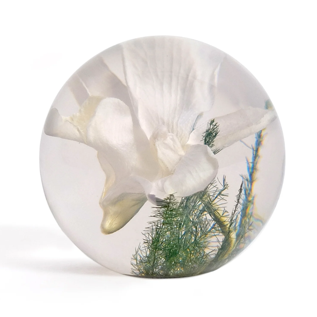 Orchid Paper Weight in 2 Sizes