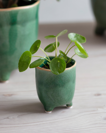 Forest Green Ceramic Plant Pot in 2 Sizes