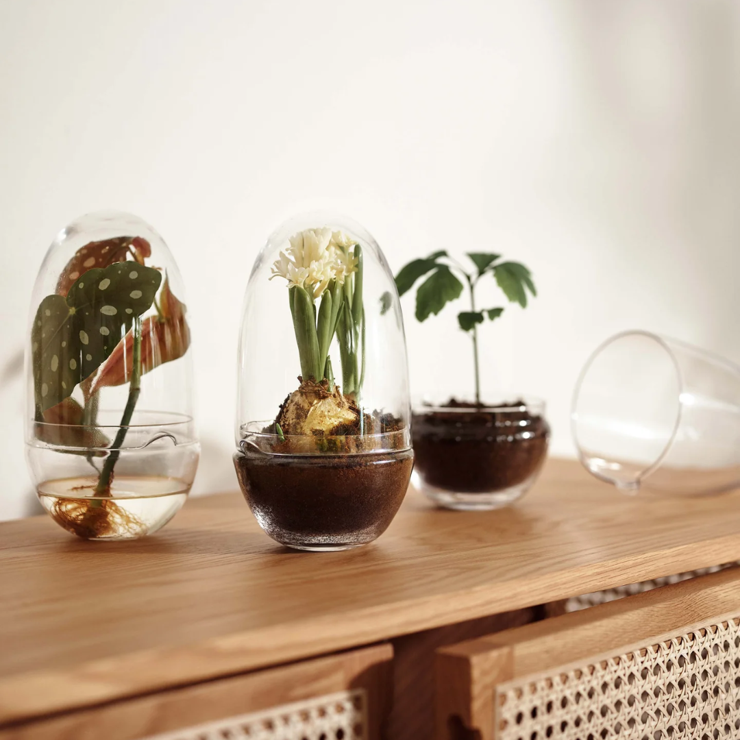 Glass Terrarium in 2 Sizes