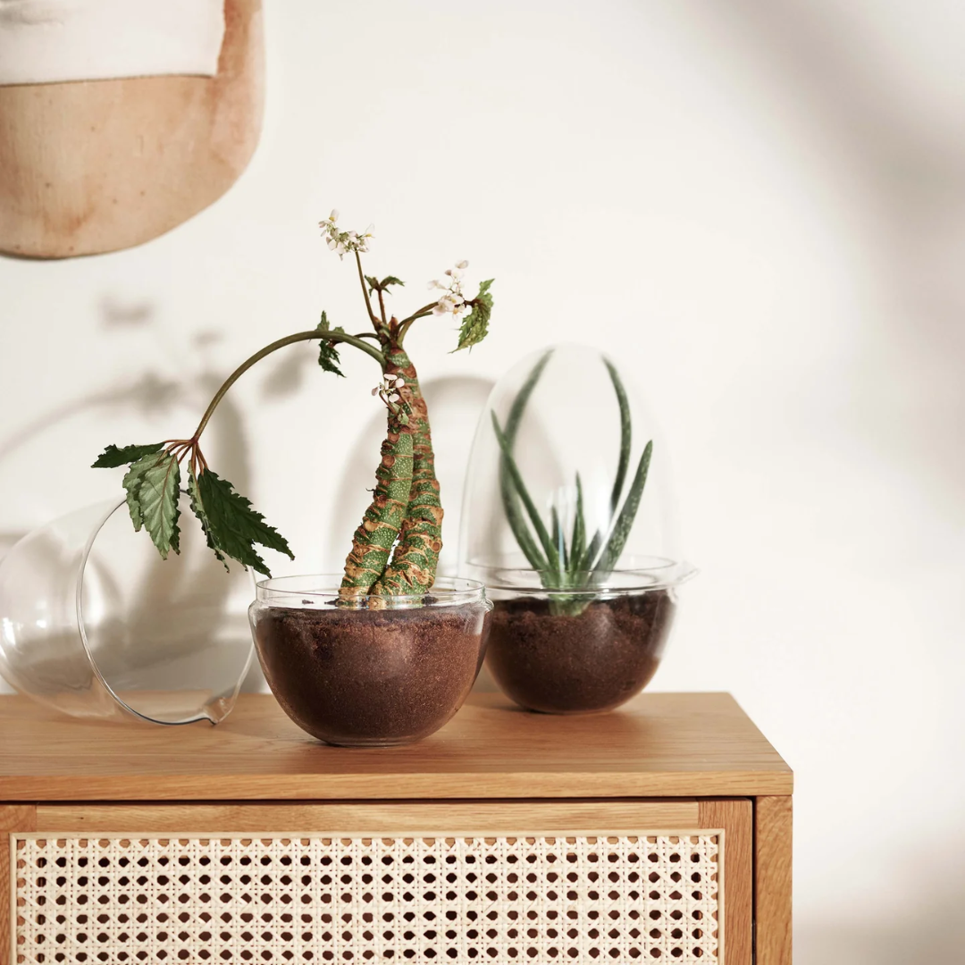Glass Terrarium in 2 Sizes