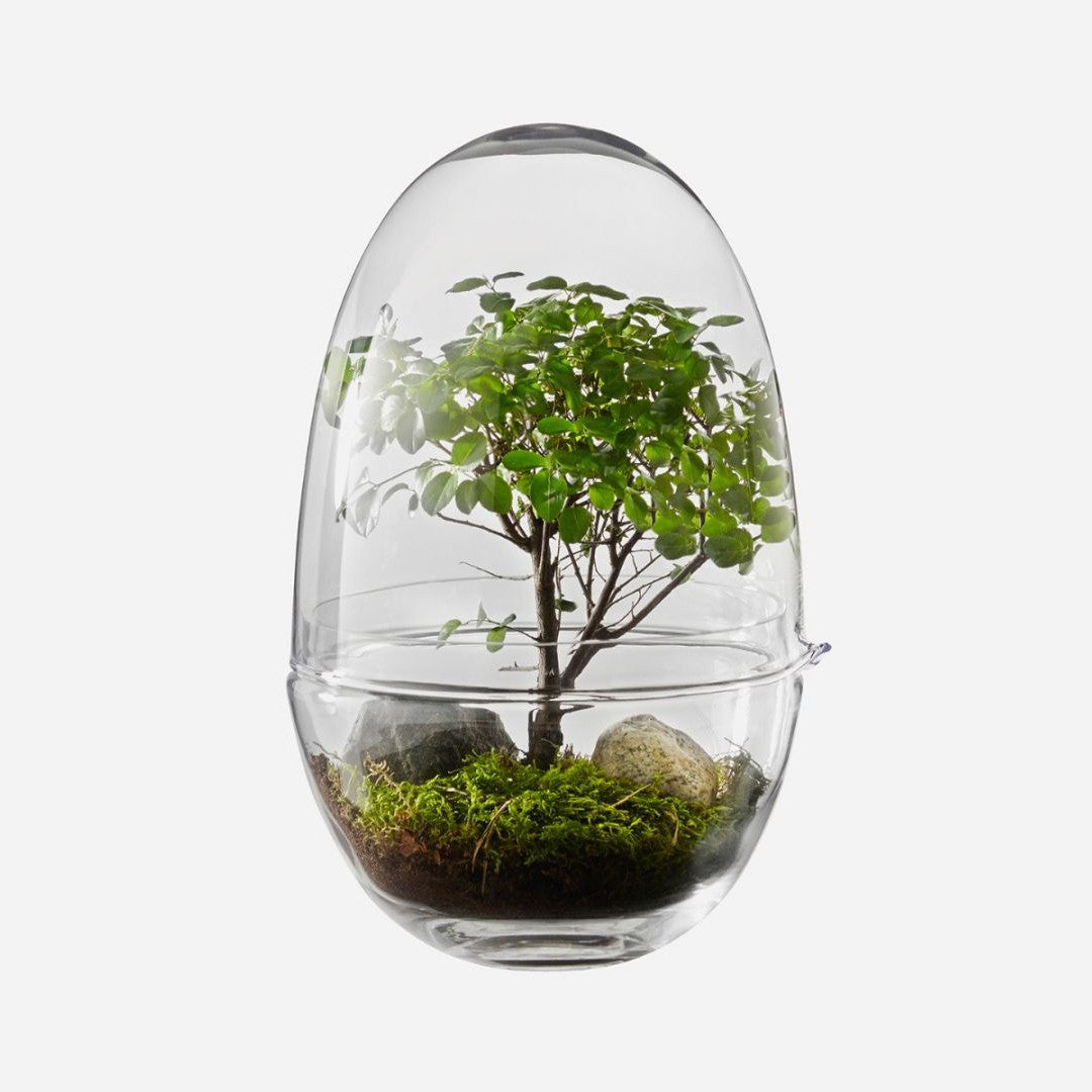 Grow Greenhouse glass indoor plant grower