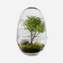 Grow Greenhouse glass indoor plant grower