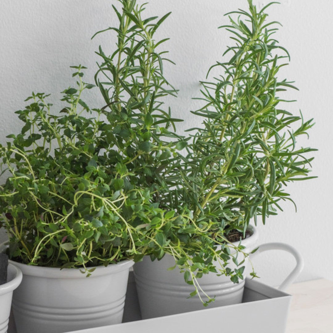 Set of 3 Pots on a Tray in White