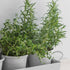 Set of 3 Pots on a Tray in White