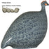 Guinea Fowl Blue Speckled Cobalt