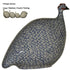 Guinea Fowl White Speckled Cobalt