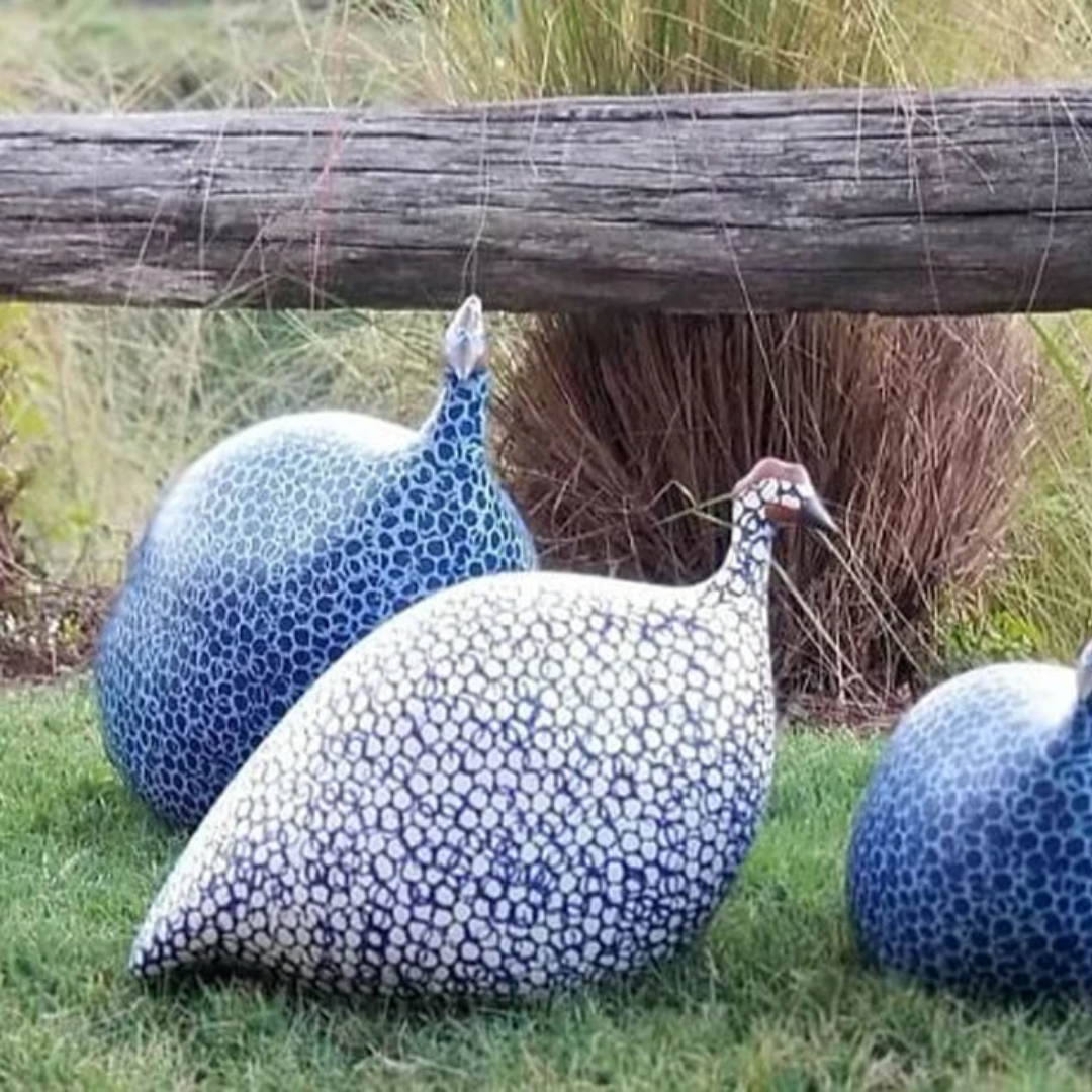 White Speckled Cobalt Guinea Fowl